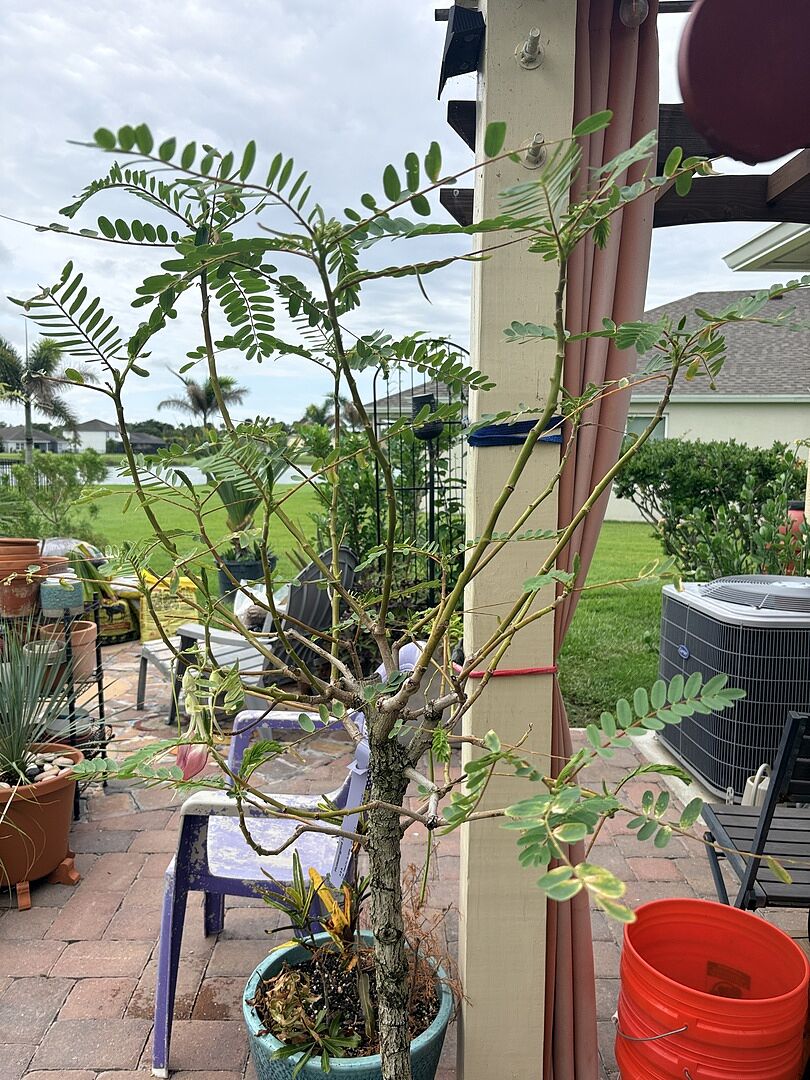 The tree looked a little