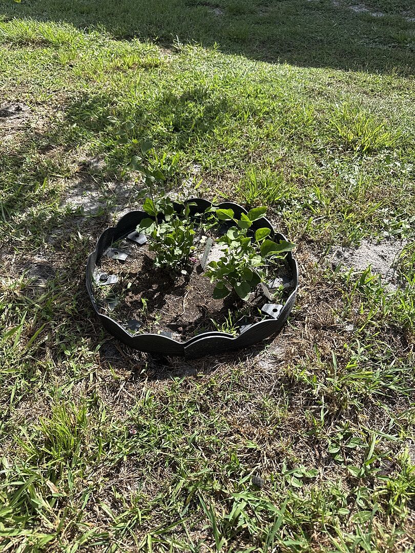 They are little but healthy