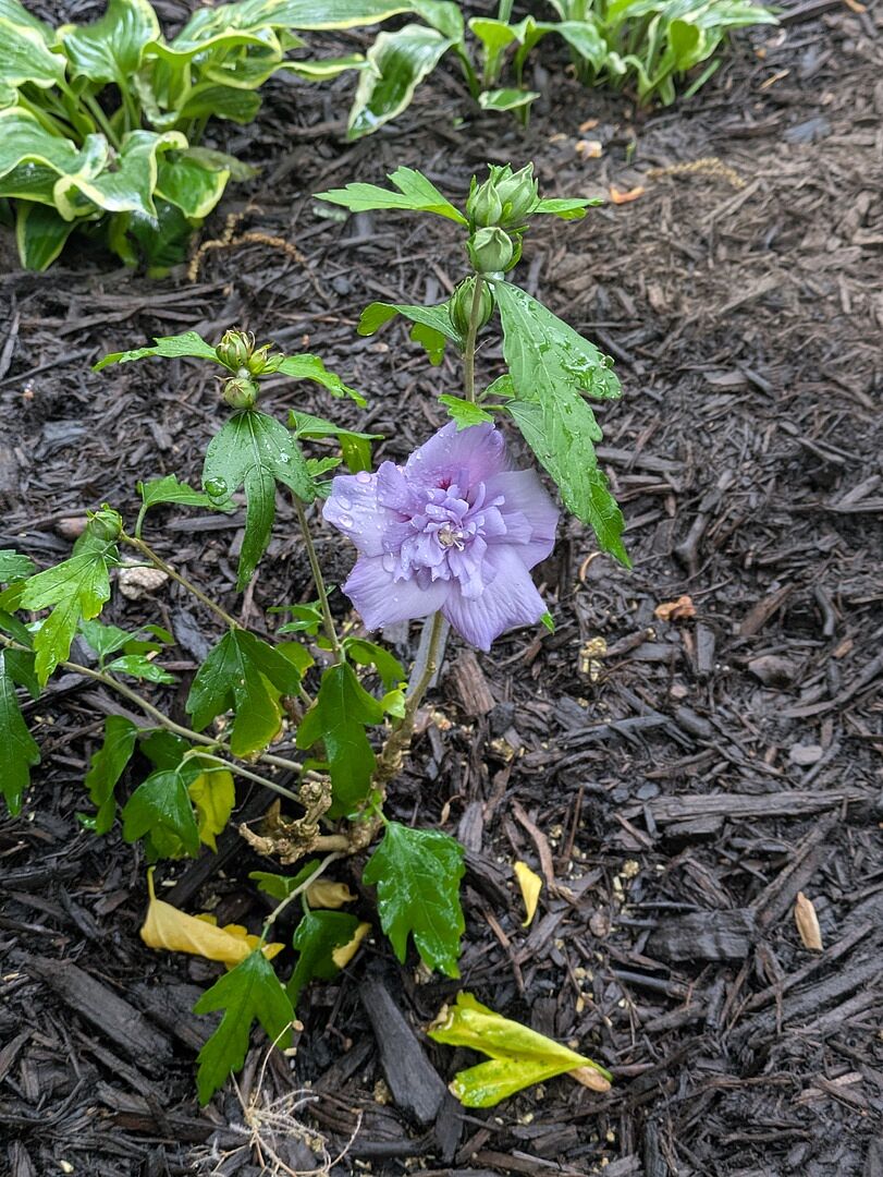 Blue chiffon rose of sharon