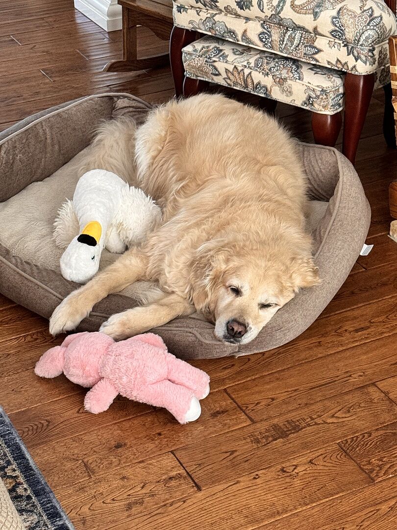 Customer's golden retriever at home