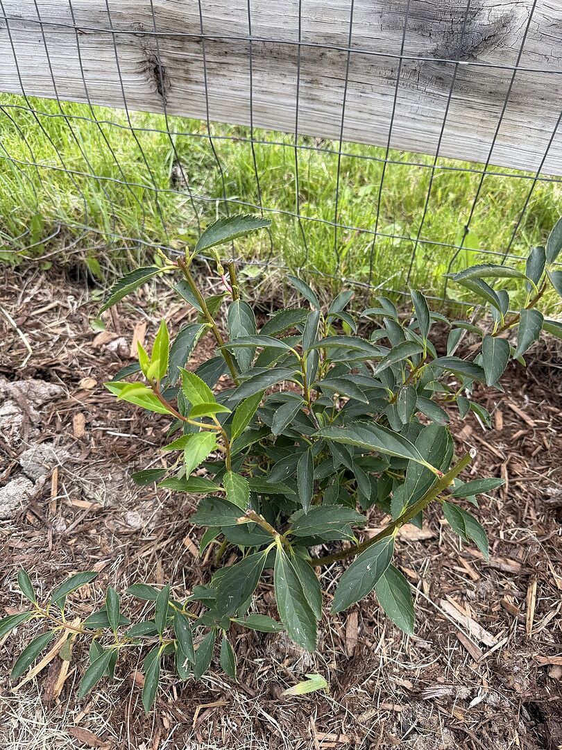Healthy and vibrant plant arrived