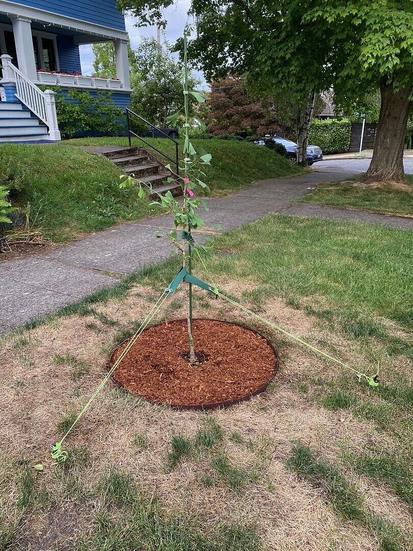 Tree is just a little
