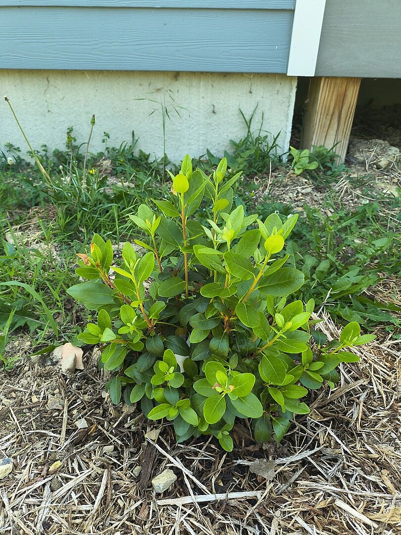 Arrived with blooms and seen good growth developing after late freeze set things back
