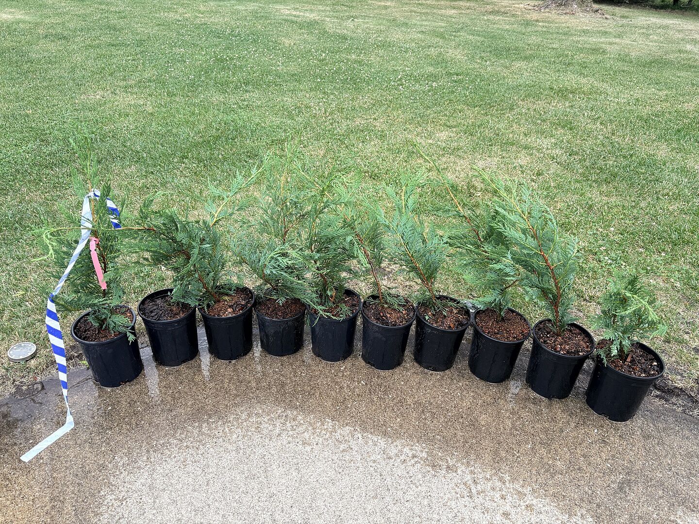Excellent Little Trees!