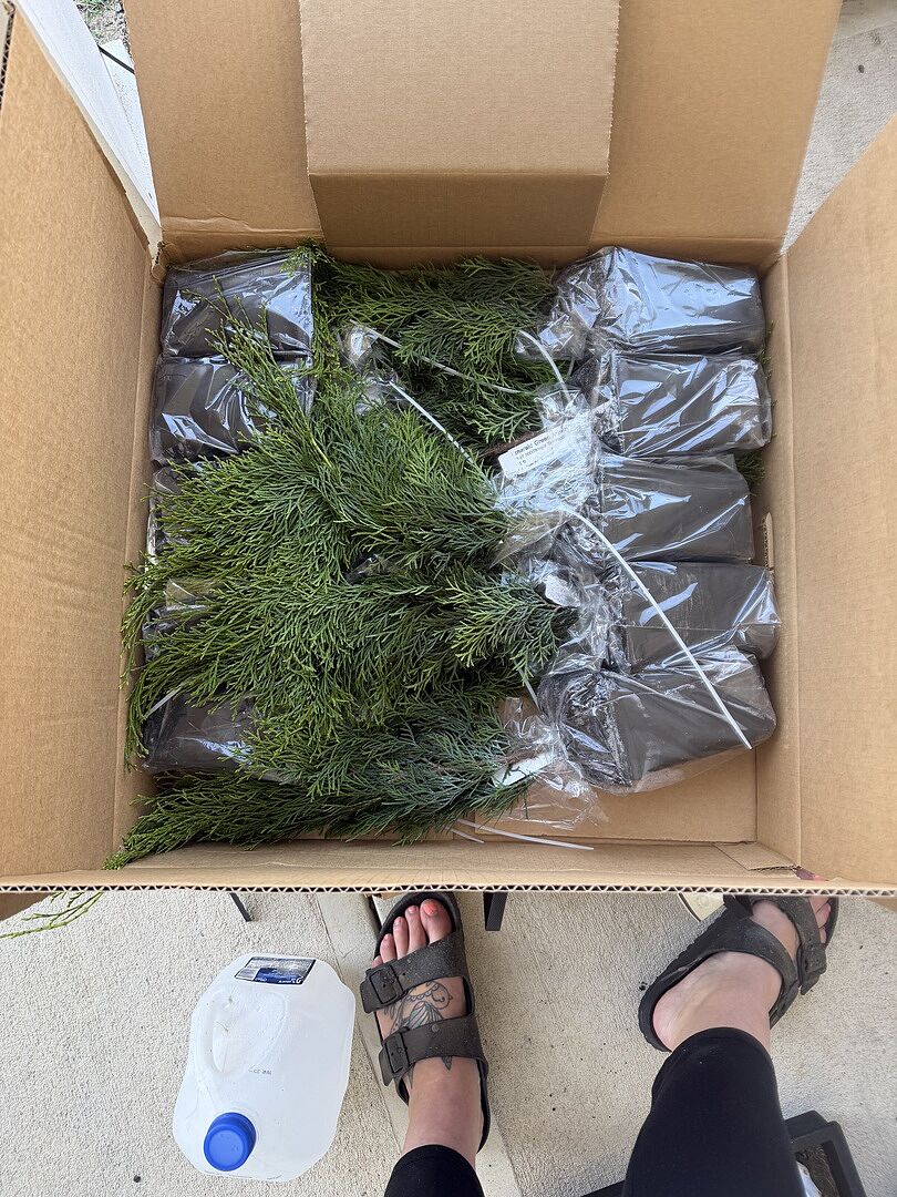 Yayyy trees!