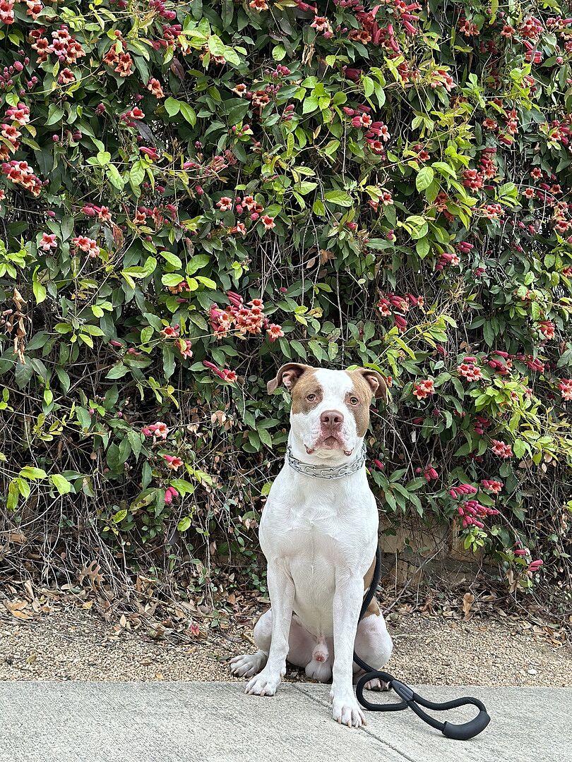 MAZDA S.'s white and brown dog sitting in front of a flowering hedge