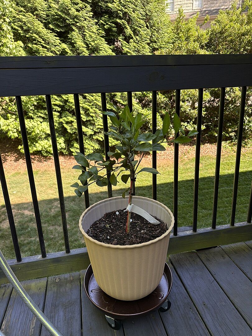 Owari Satsuma Mandarin Tree