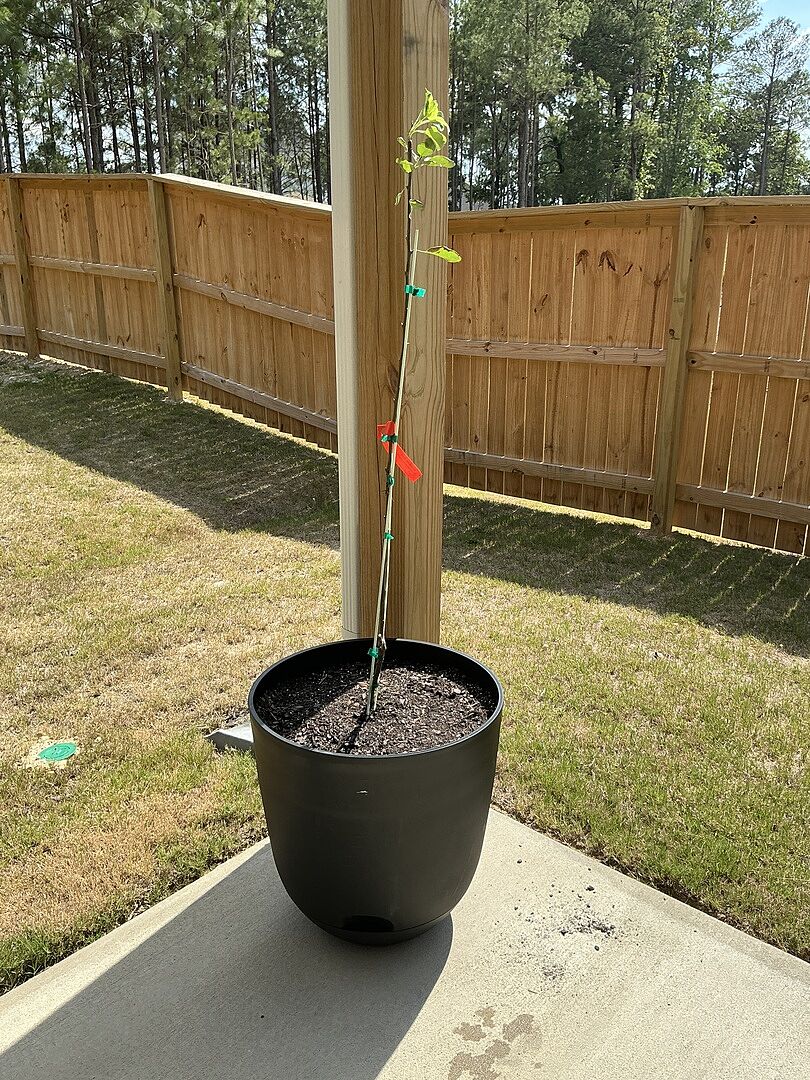 Excited first time tree grower