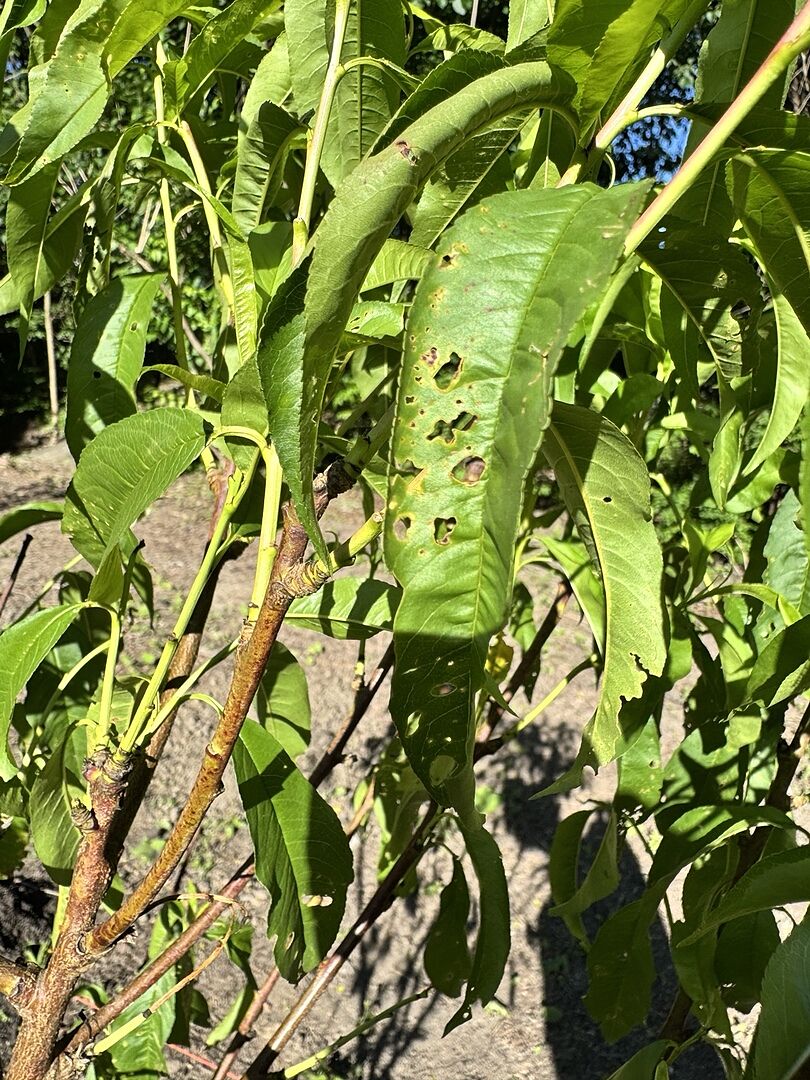 Came with fungal disease.