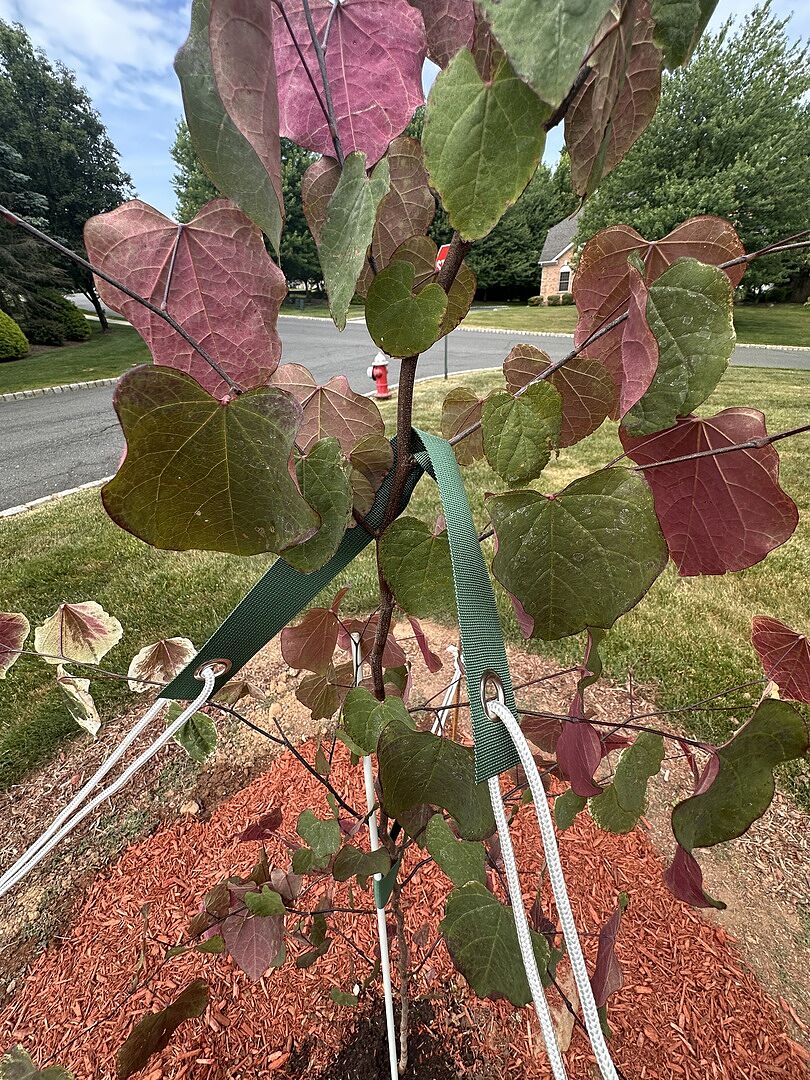 Beautiful Healthy Tree – Very Happy With My Purchase