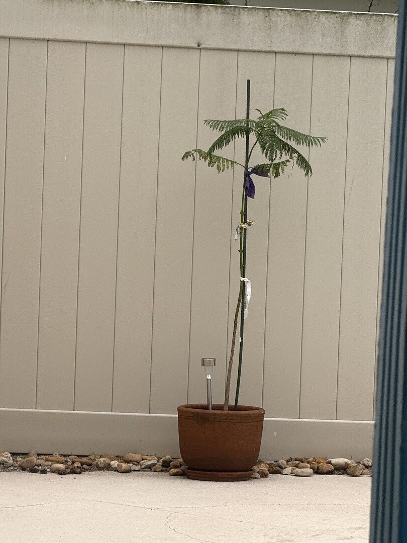 Jacaranda tree