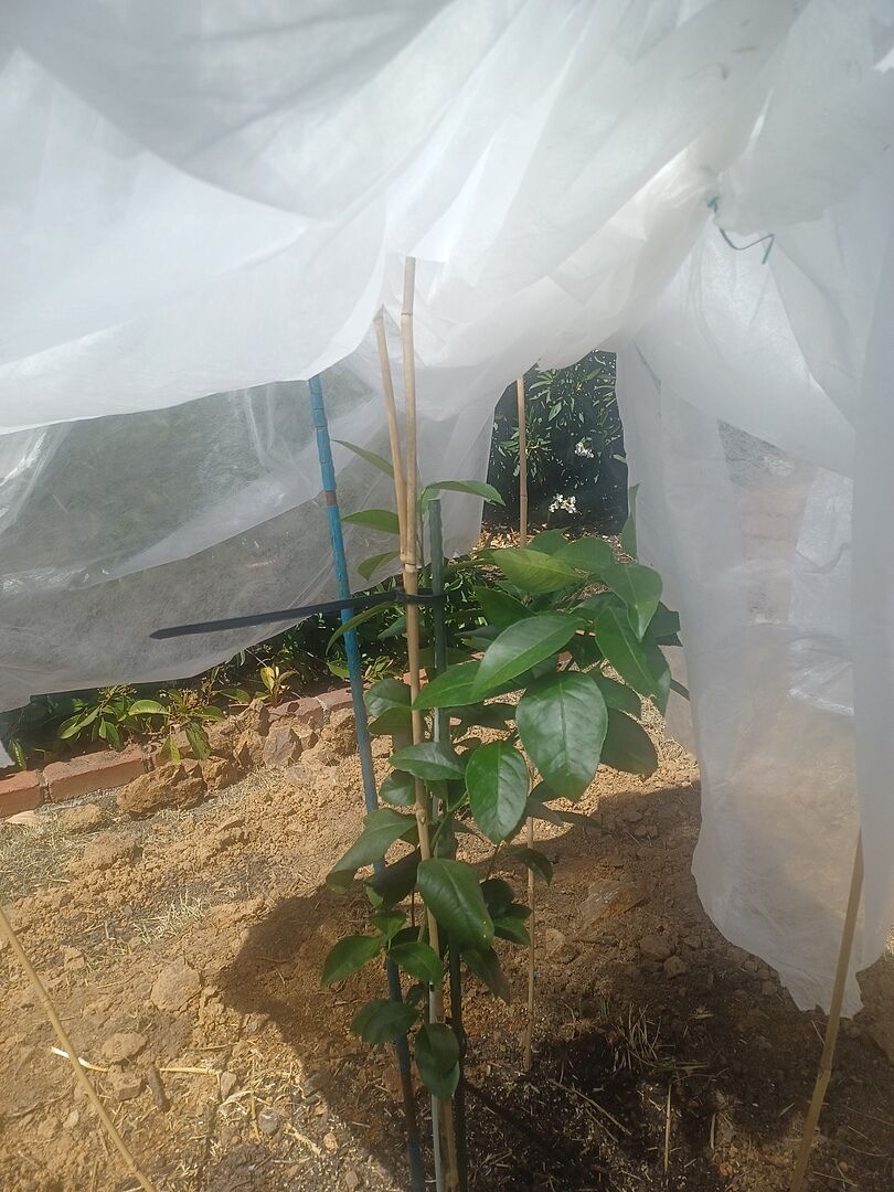 Sweet Lemon Tree