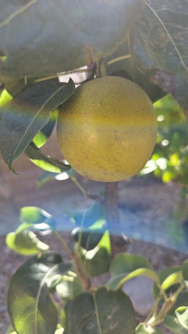 Asian Pear Tree