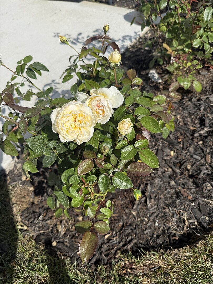 One of the Best fragrance rose!!!