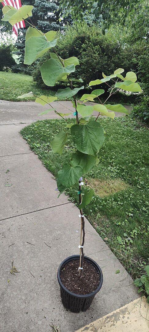 Loving my new Easter Red Bud tree! It arrived healthy and the quality of the tree was too notch.