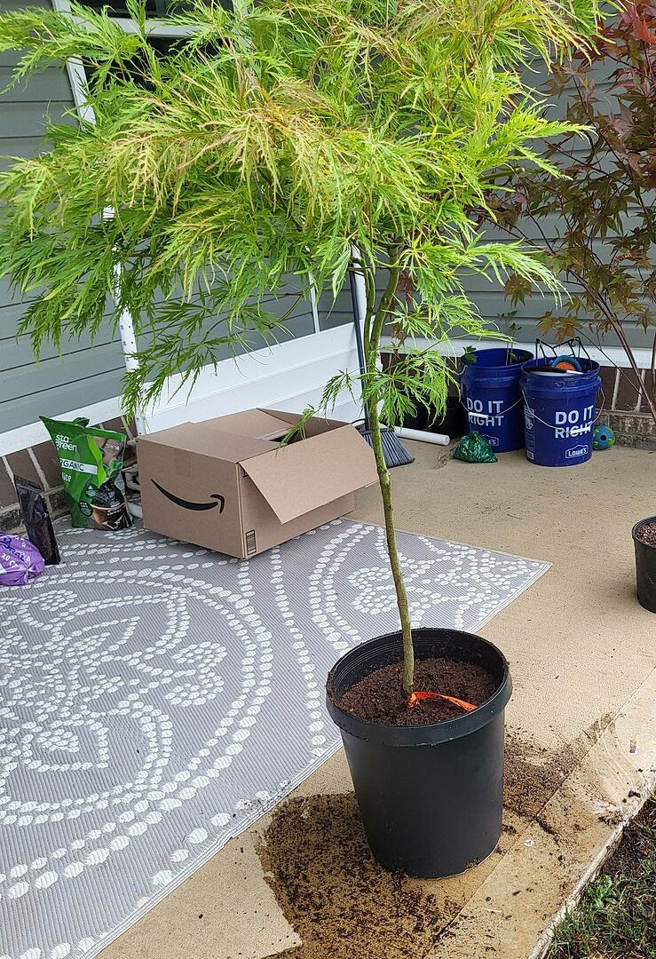 Waterfall Maple