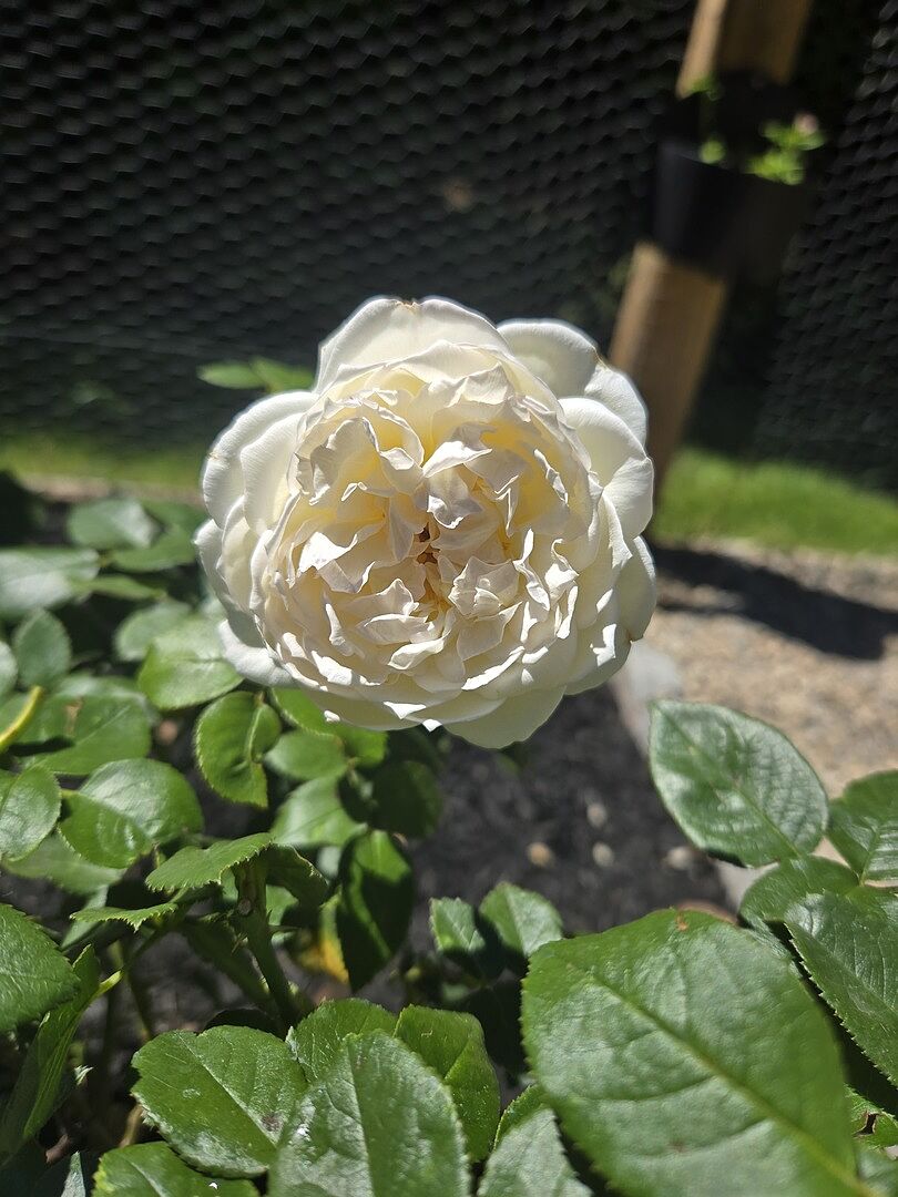 beautiful blooms!