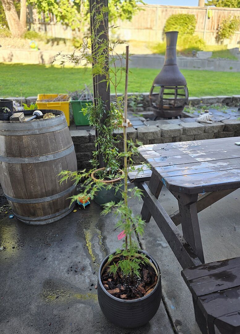 Excellent Customer Service & Beautiful Tree!