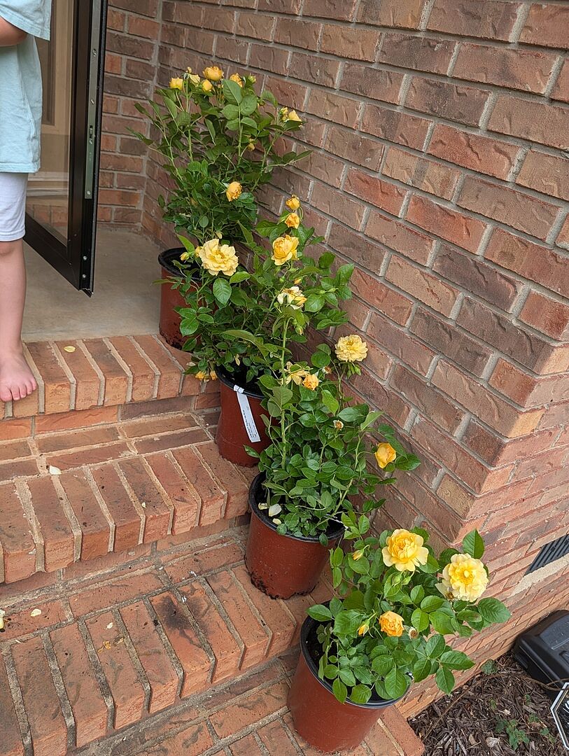Gorgeous Roses