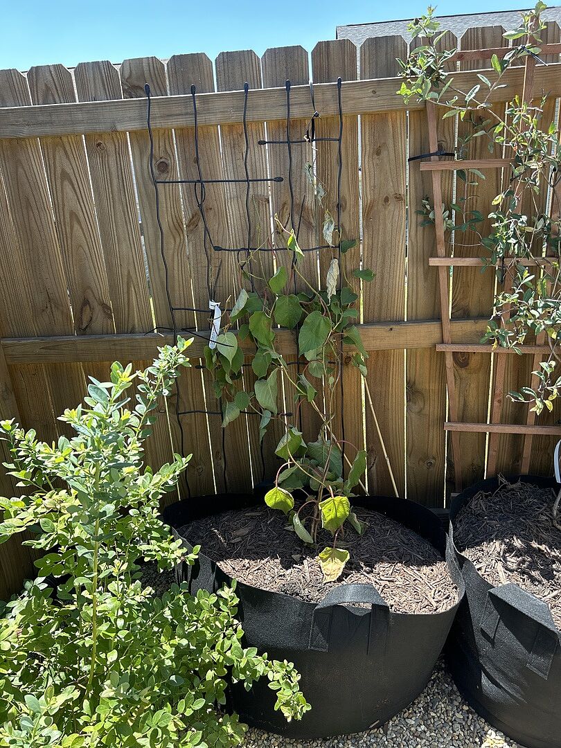 Kiwi fruit vine