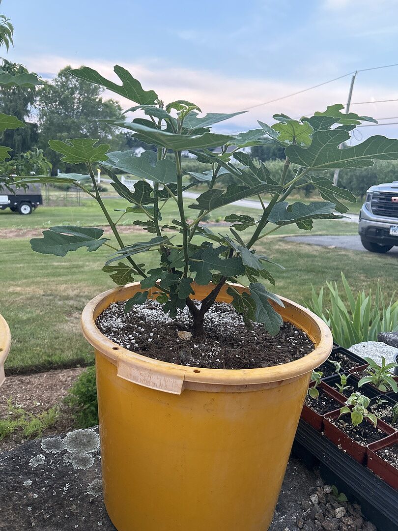 Growing Fast