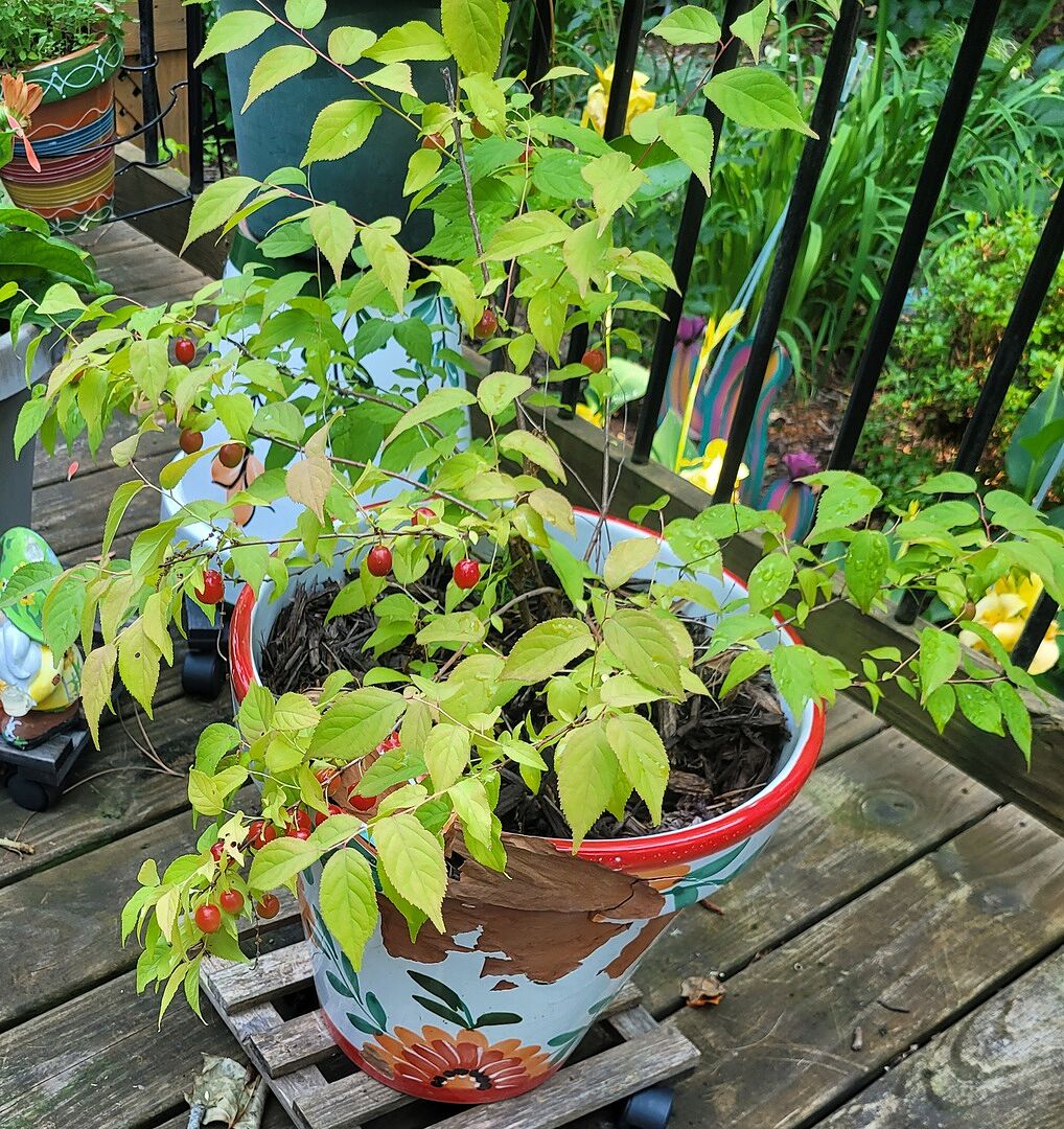 Bush Cherry Easy as Pie