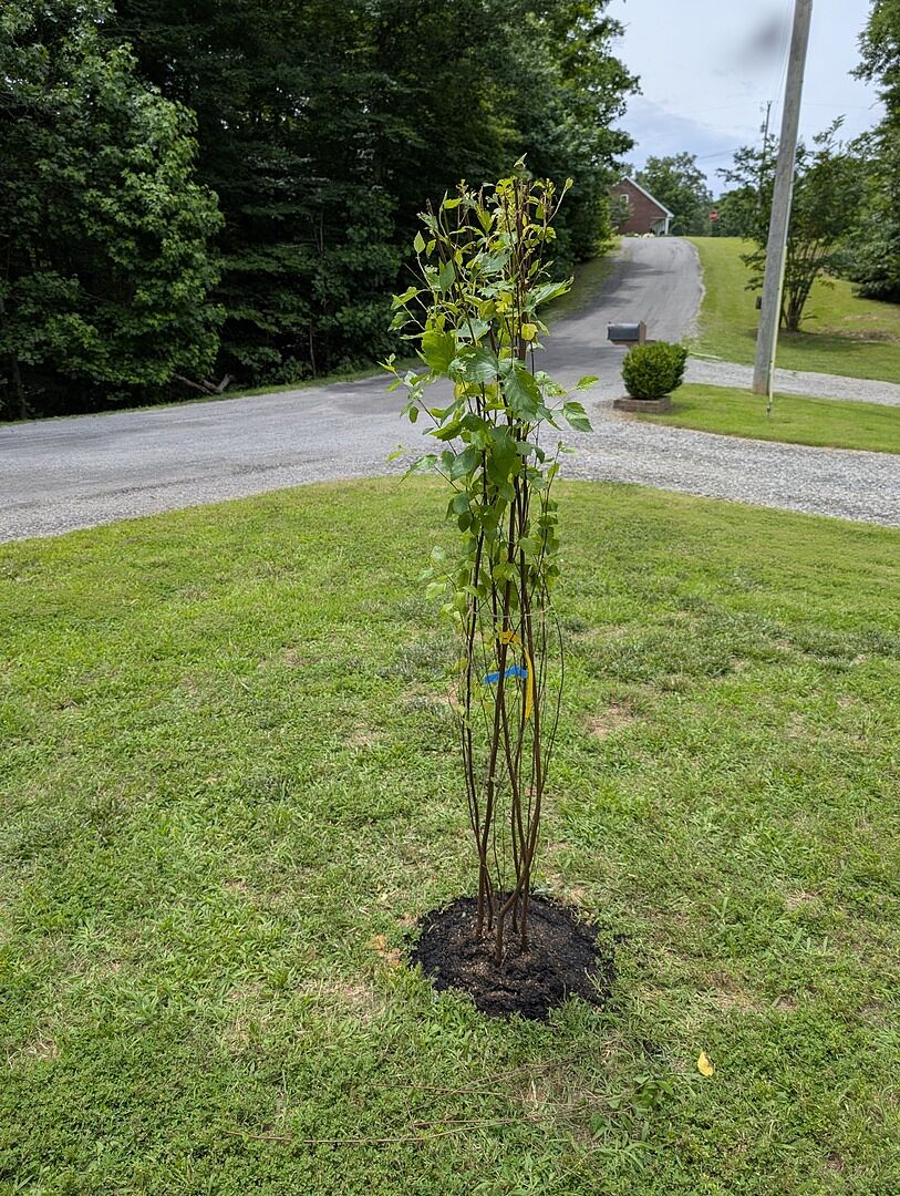Love these trees