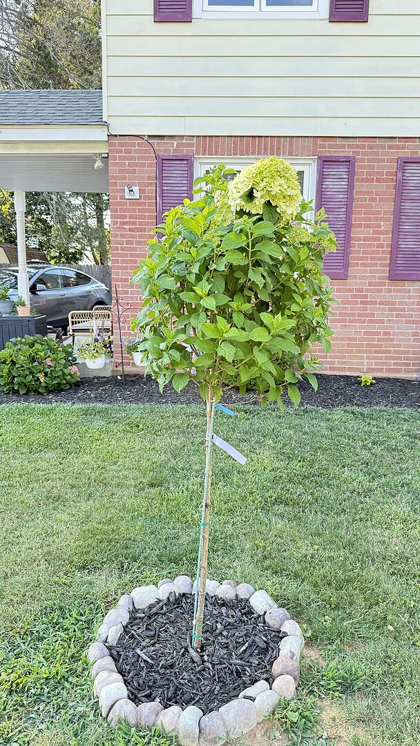 Beautiful tree