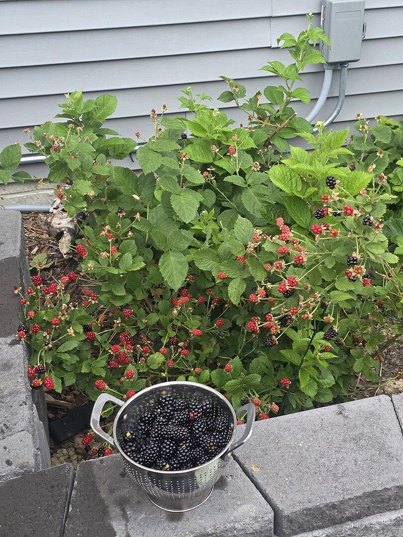 Produces tons of berries