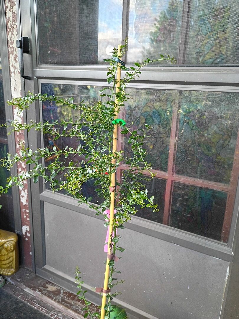 impressive new growth