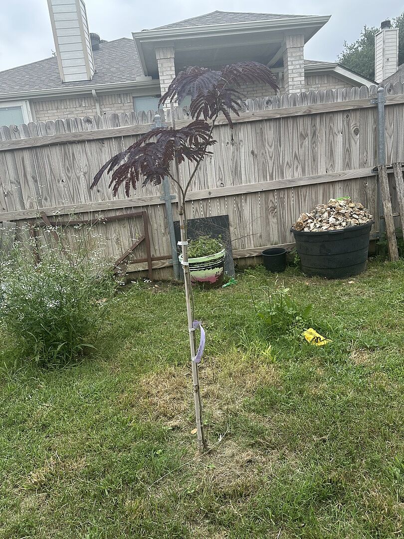 Stress relief tree