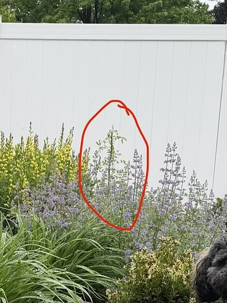 Wisteria.