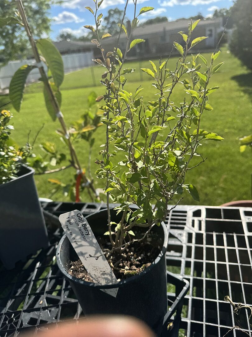 Good