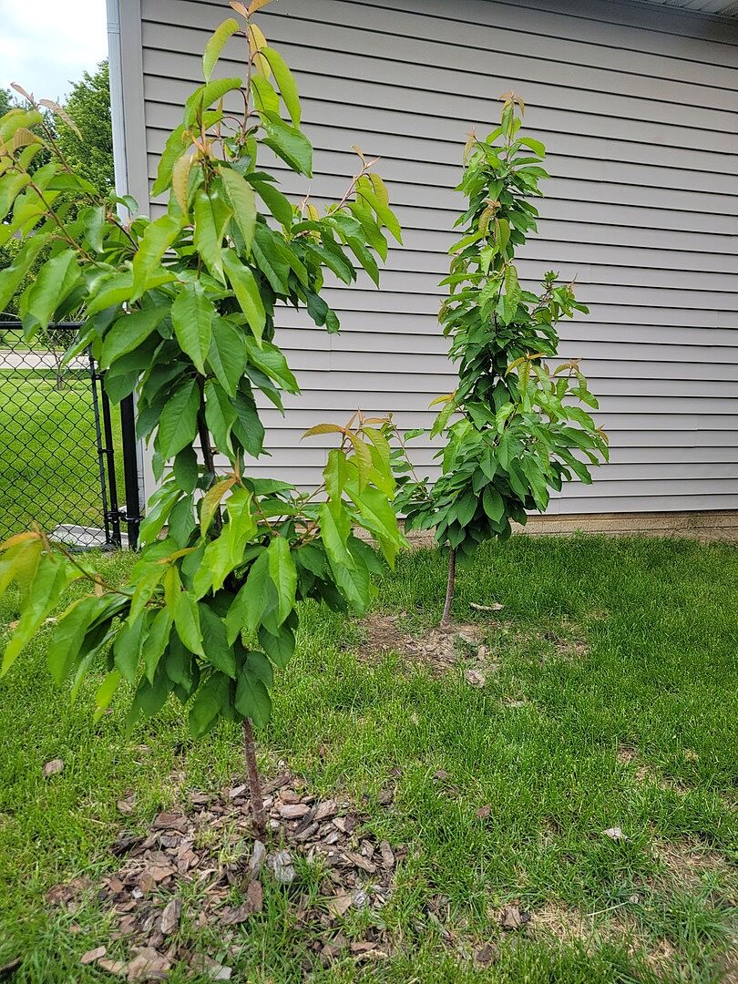 Great trees and excellent customer service