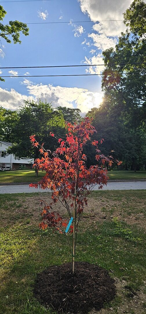 Brenda's Blood good Japanese Maple
