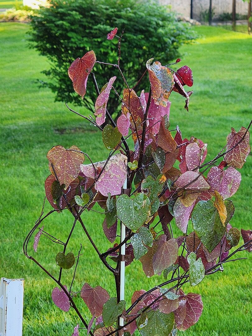 Redbud tree is a good fit