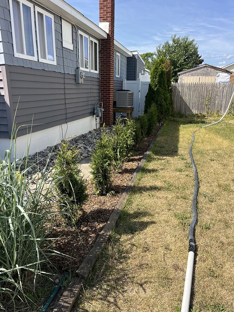 10 Junior giant thuja