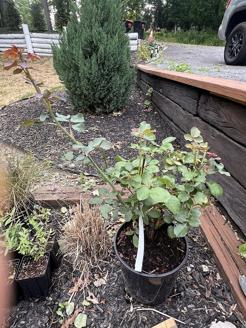 I’m excited to see this grow into a big thing