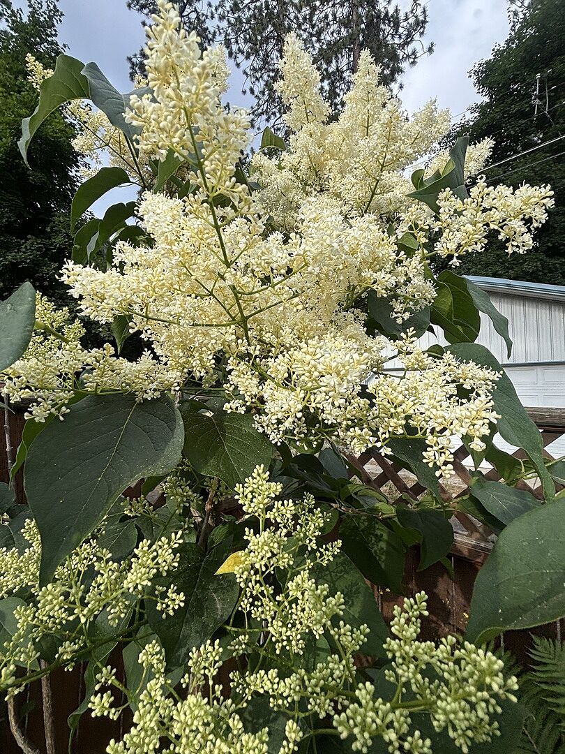Japanese Silk Lilac