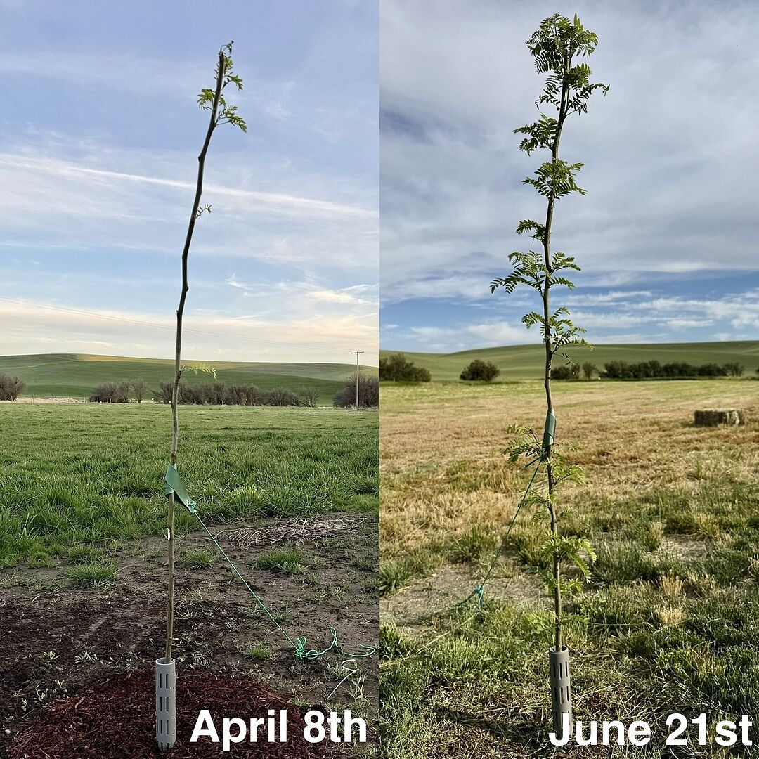 2 months of growth