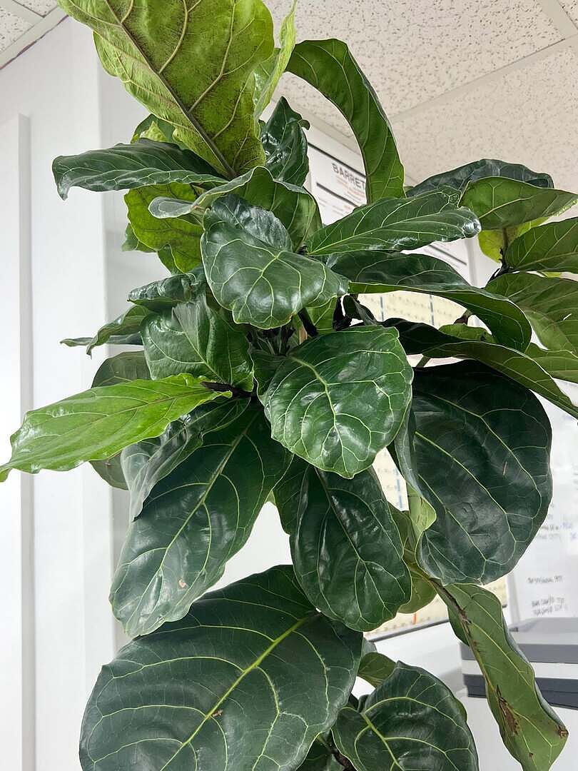 I was so worry because I've never ordered a plant to be shipped.