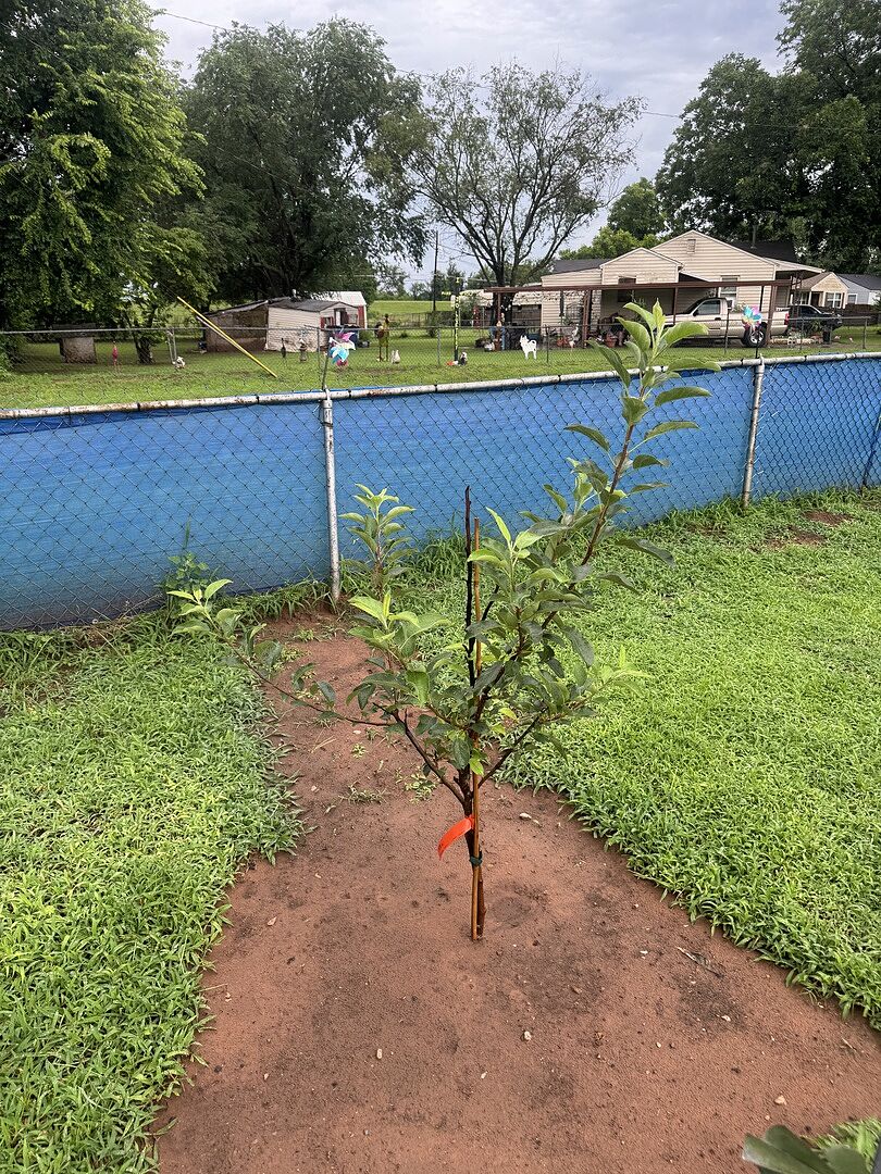 Gala Apple Tree