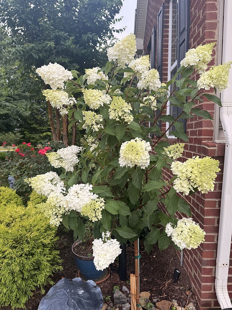 Vanilla strawberry hydrangea tree