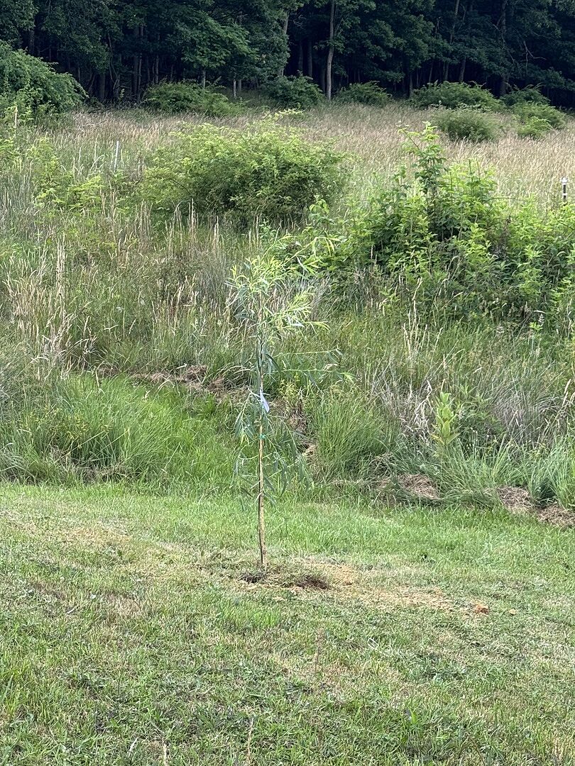 Whipping Willow that I put by my Pond