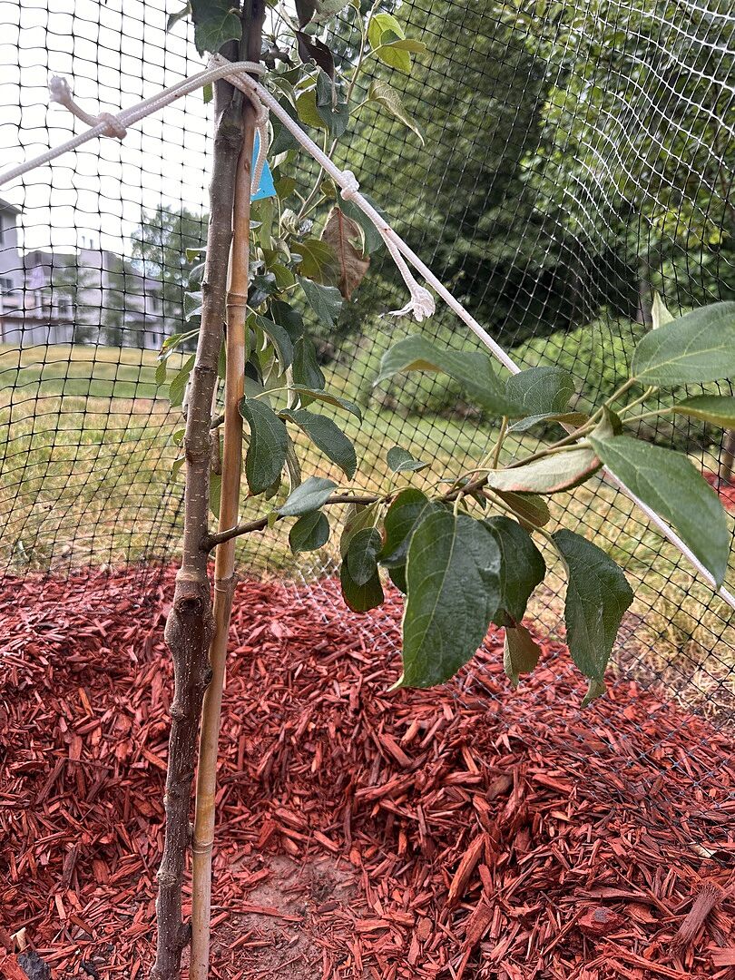 Excellent Quality Honeycrisp Tree – Healthy and Thriving