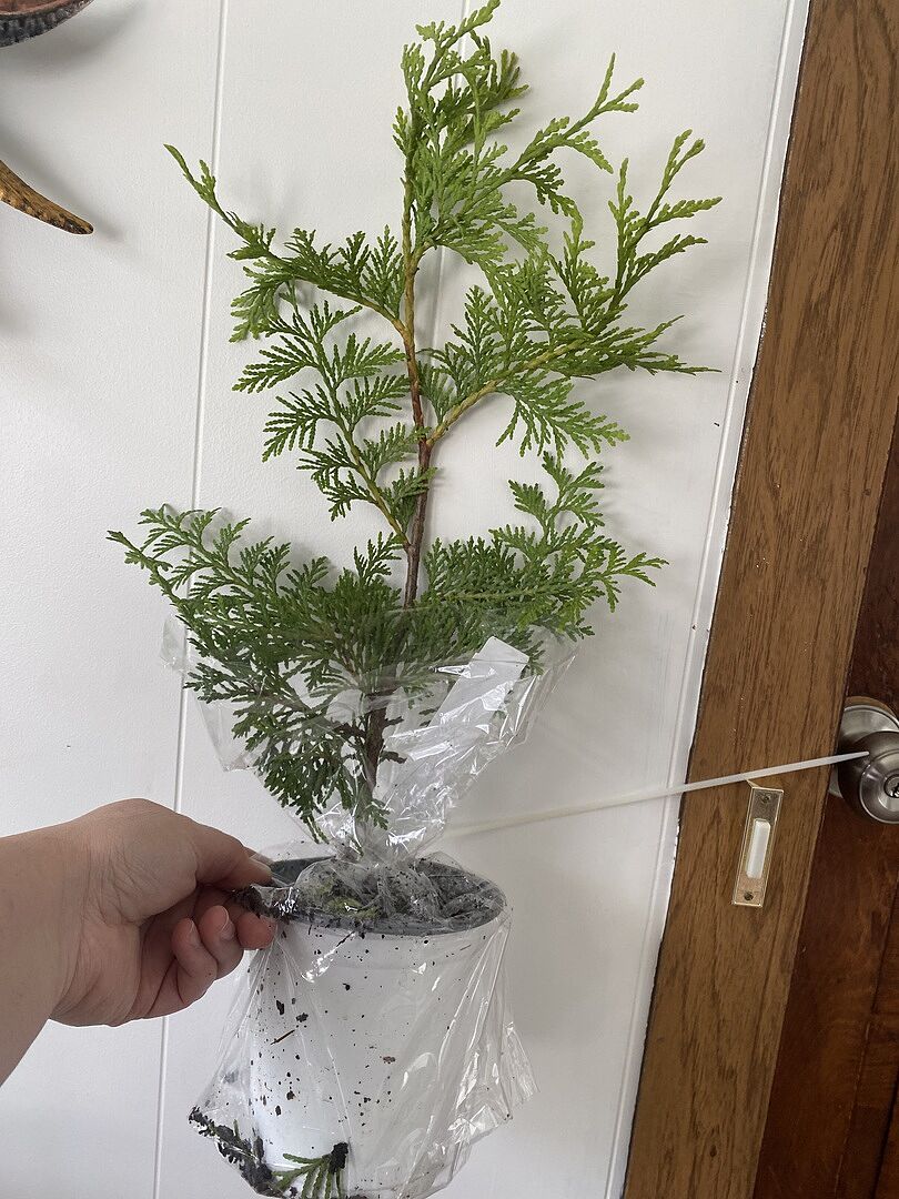 Baby 1-2 foot giant