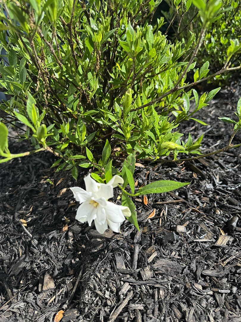 Frost proof gardenia shrub