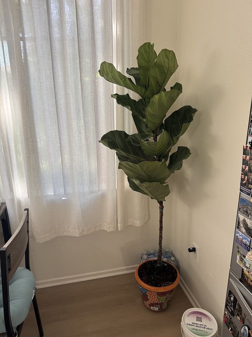 I love my tree!!