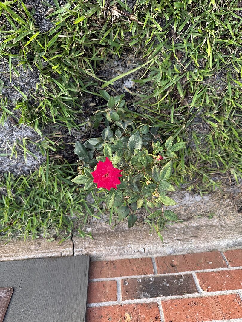 Roses