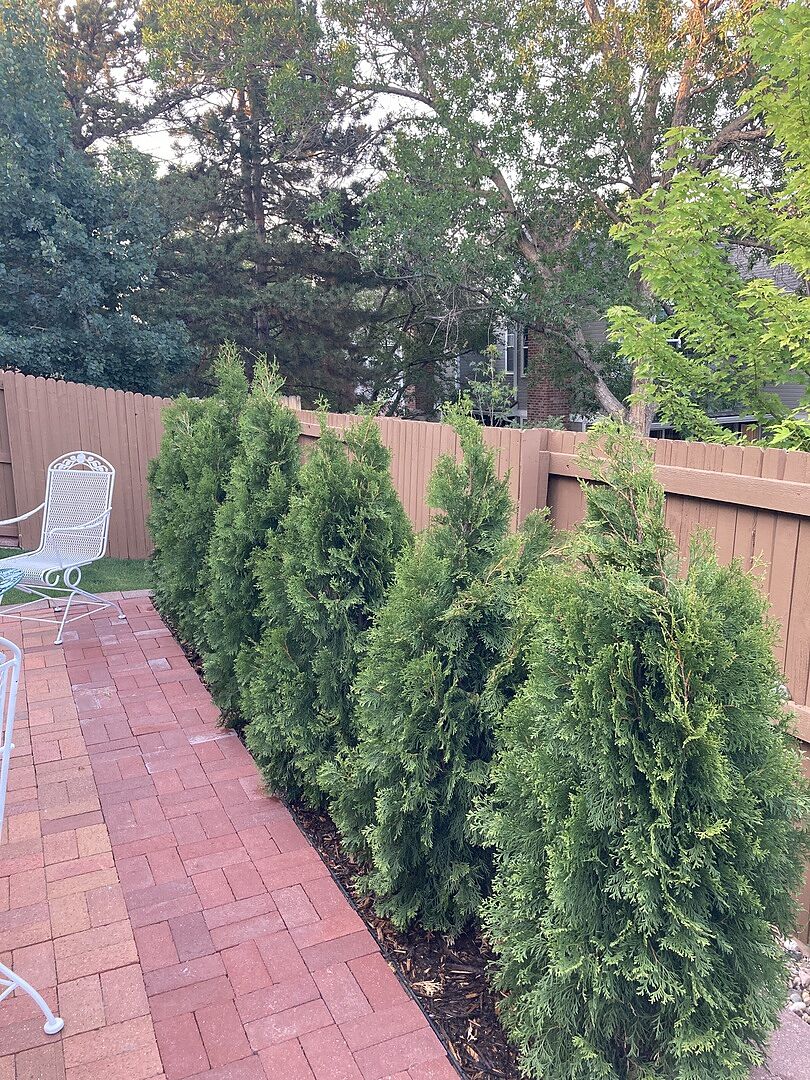 Fast growing trees